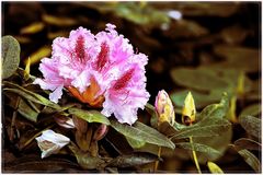 Rhododendron