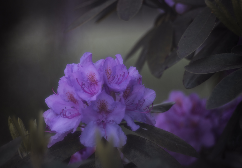 Rhododendron