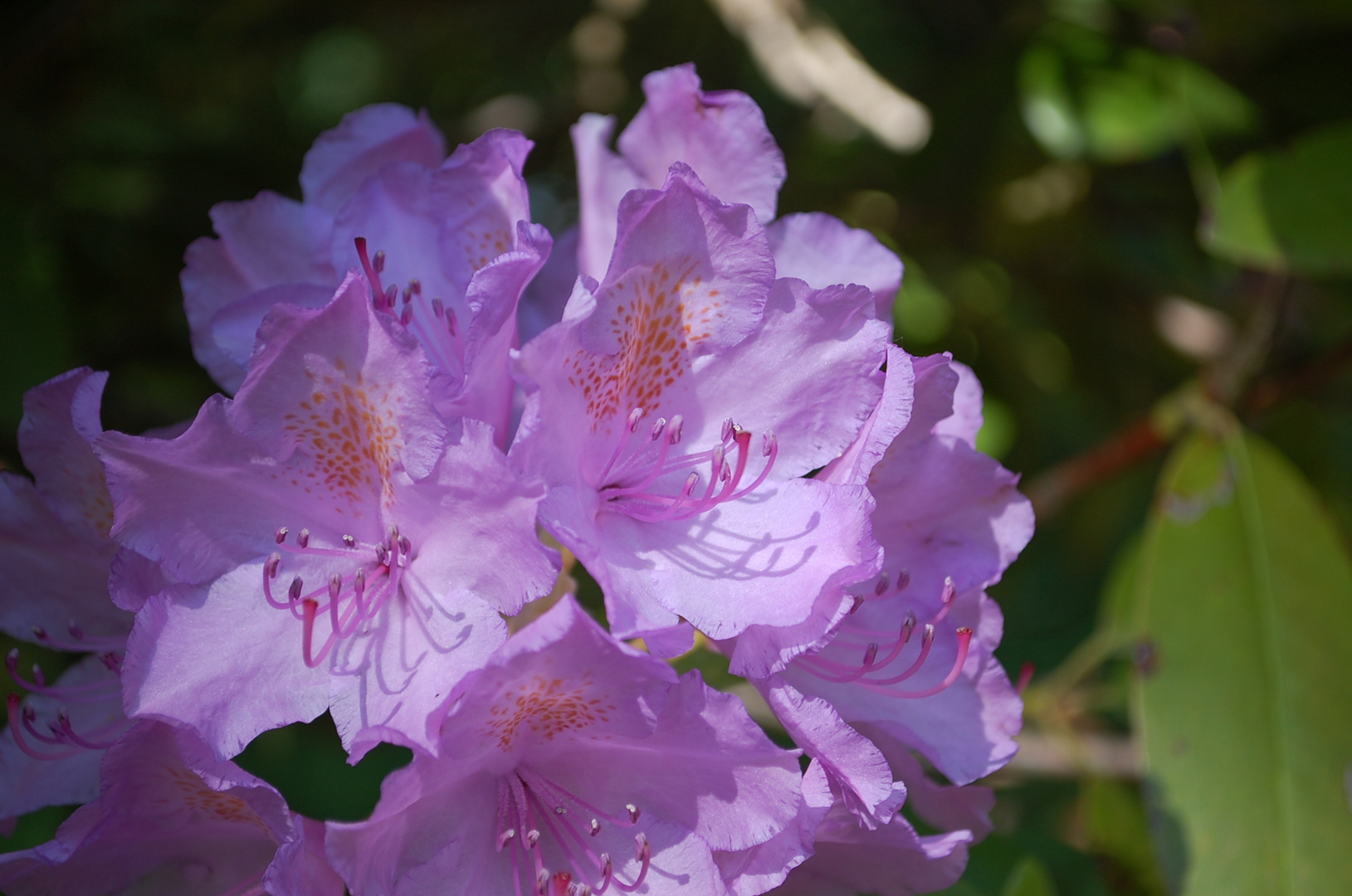 Rhododendron