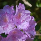 Rhododendron