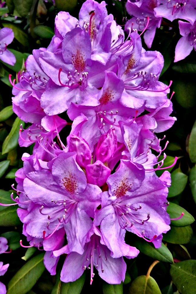 rhododendron Foto & Bild natur, pflanzen, blüten Bilder auf