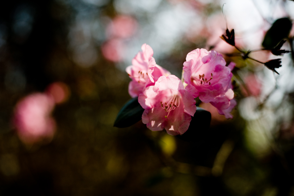 / Rhododendron /