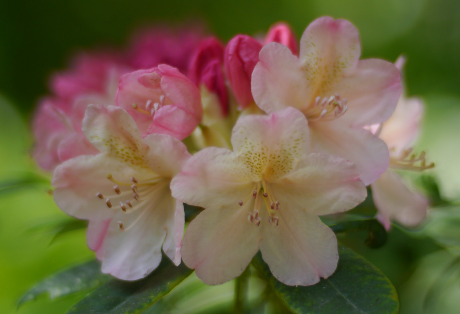 Rhododendron