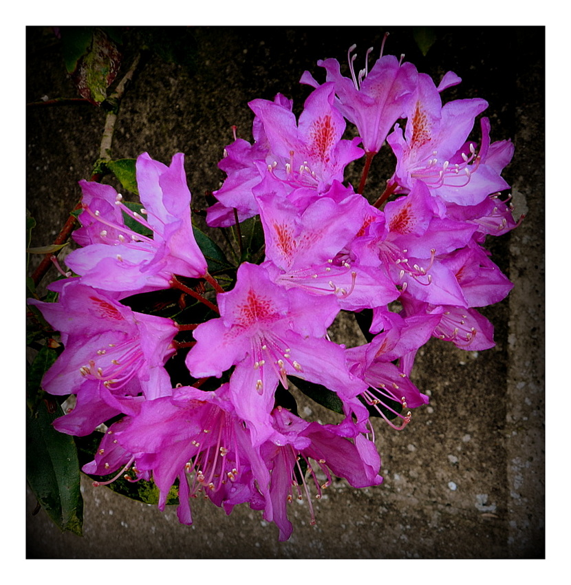 rhododendron