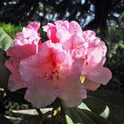 Rhododendron