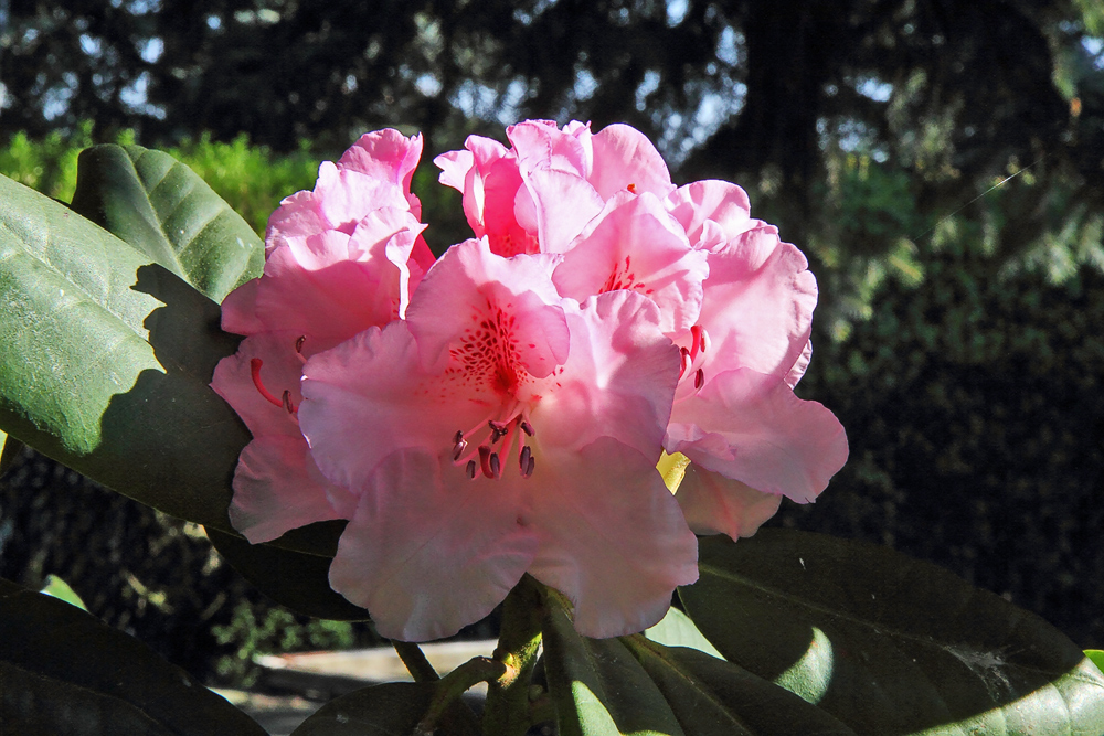 Rhododendron