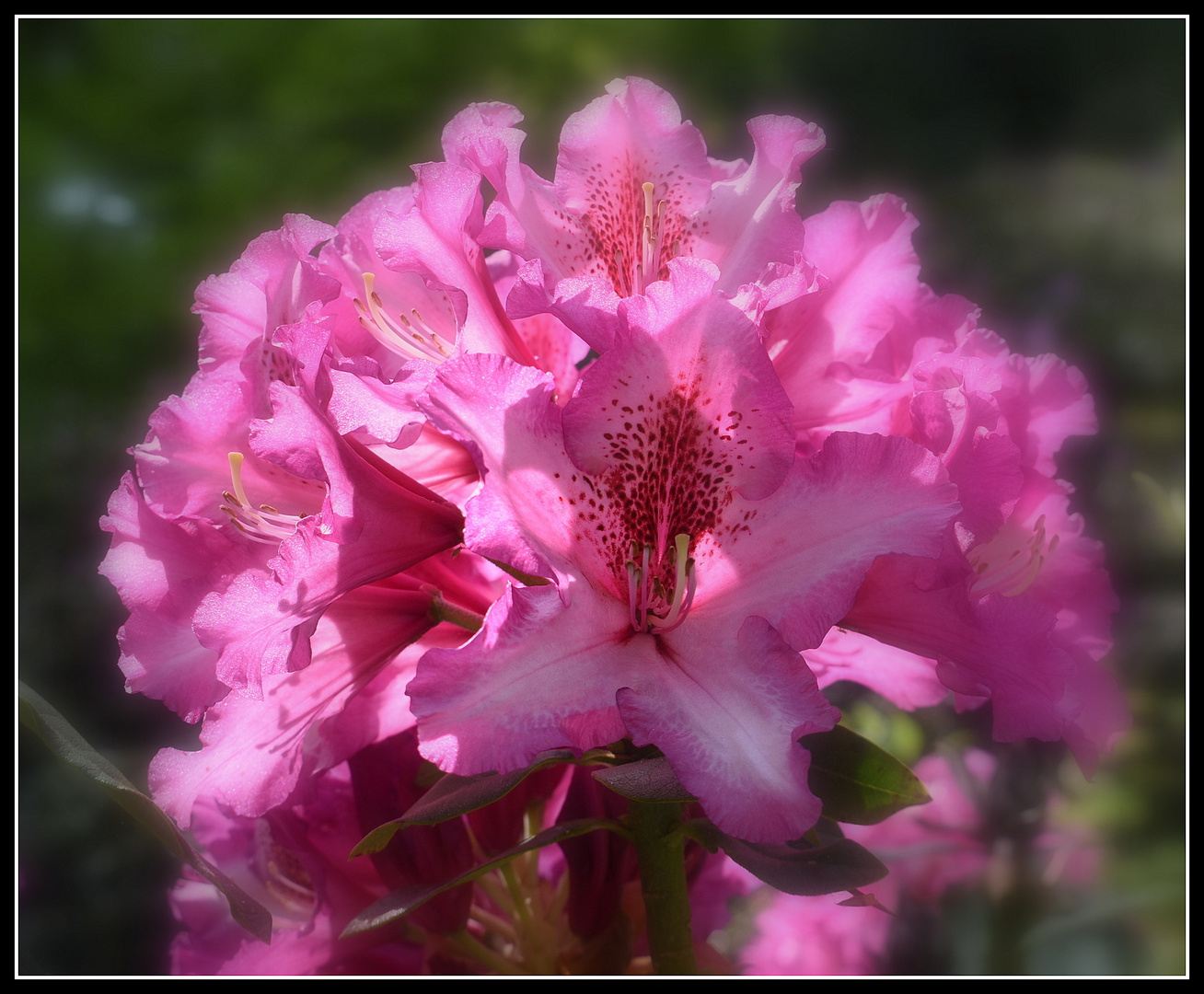 rhododendron