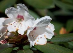 Rhododendron