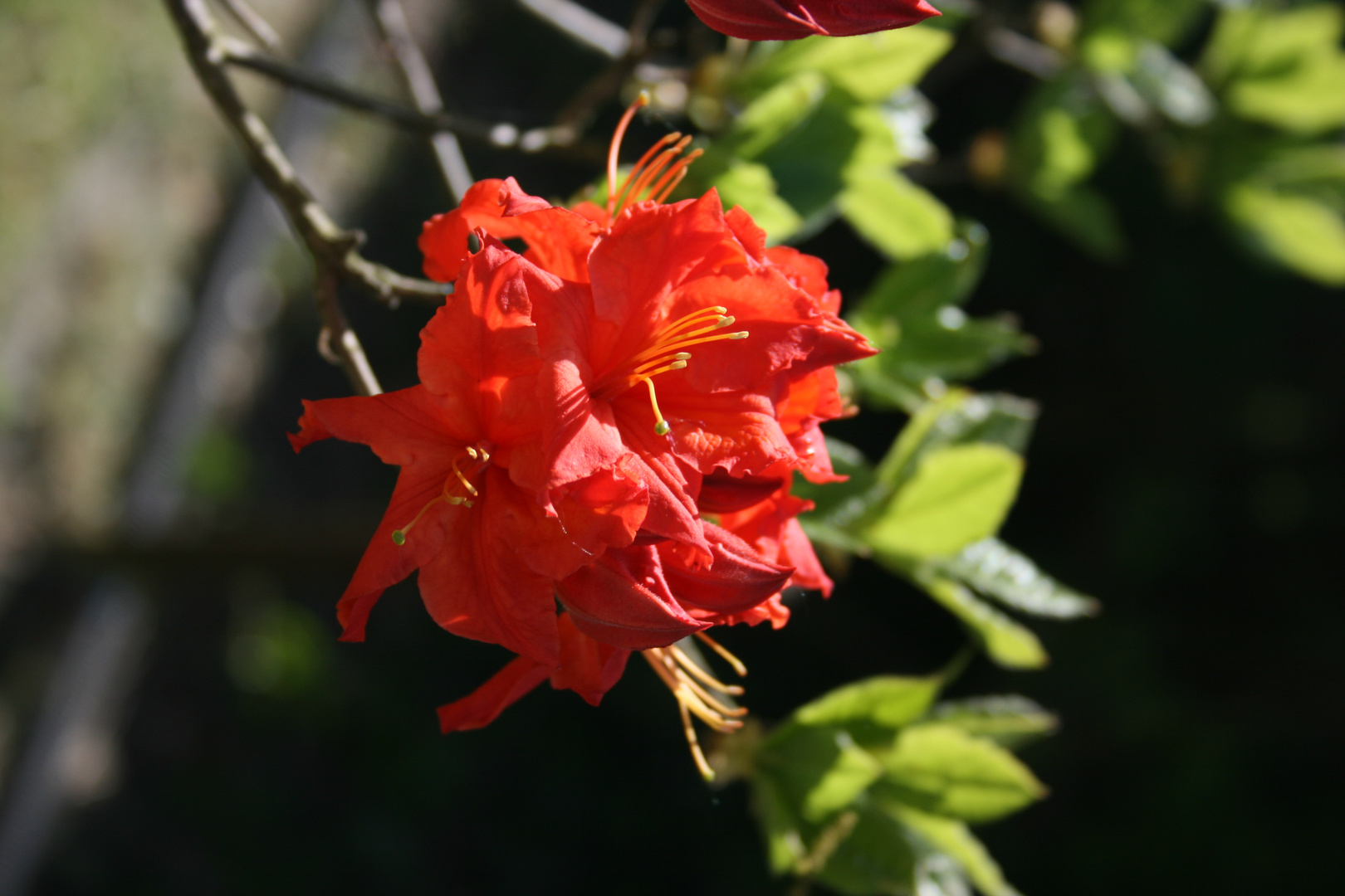 Rhododendron