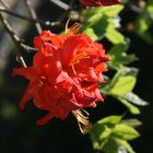 Rhododendron