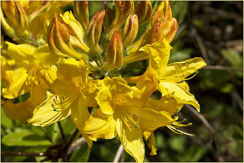 Rhododendron