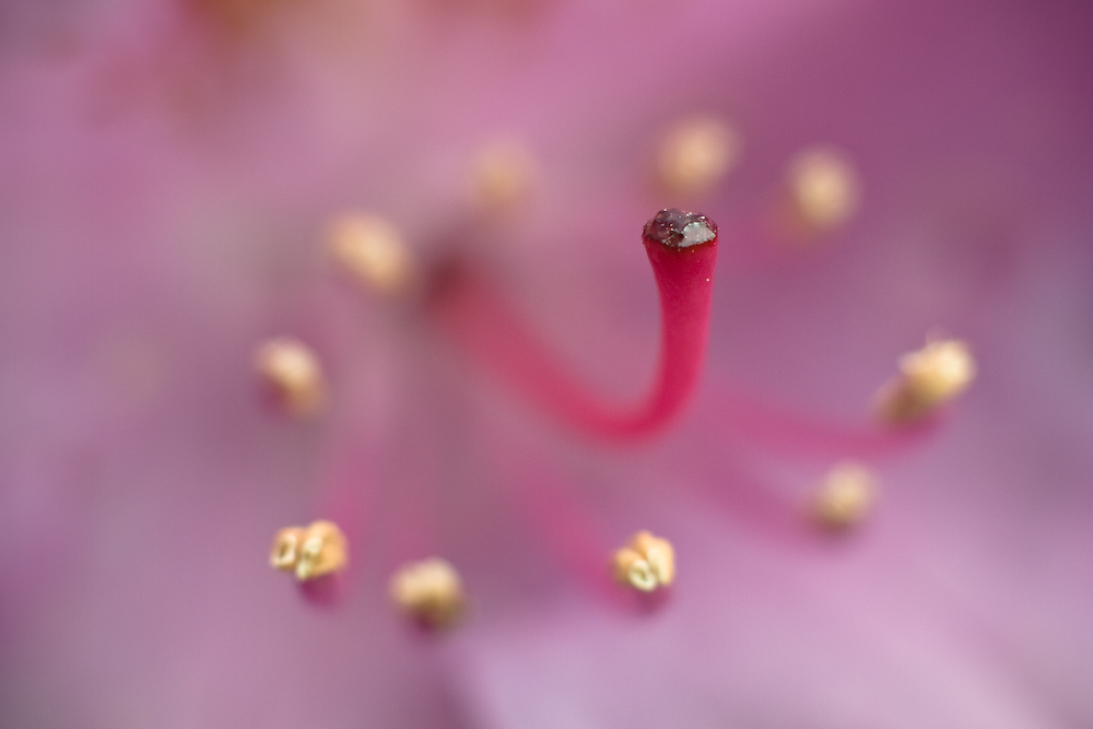 Rhododendron 2