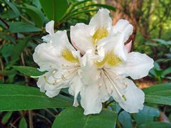 Rhododendron 2