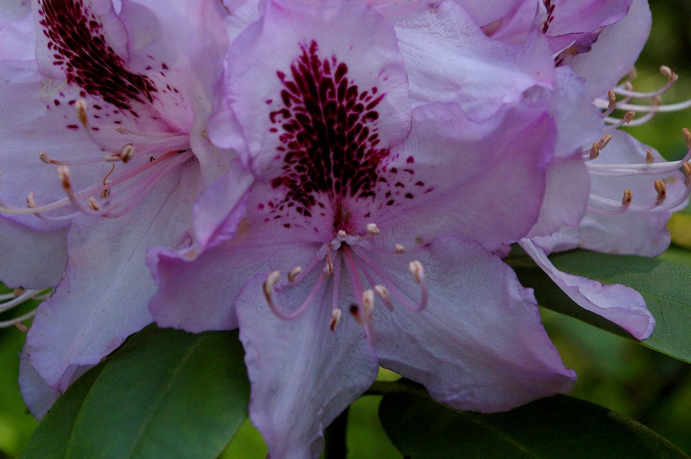 Rhododendron 2