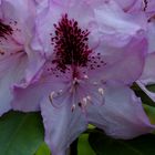 Rhododendron 2