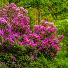 Rhododendron 2