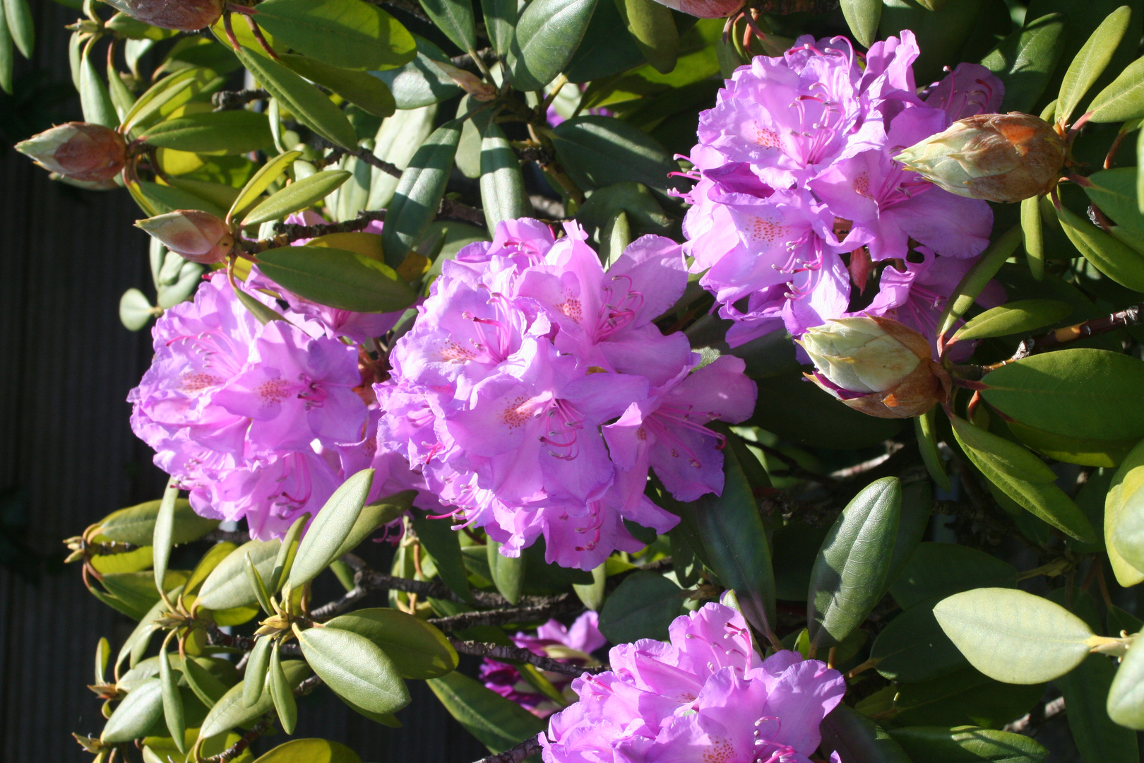 Rhododendron 2