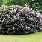 Rhododendron -2-