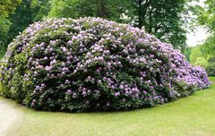 Rhododendron -2-