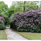 Rhododendron 2