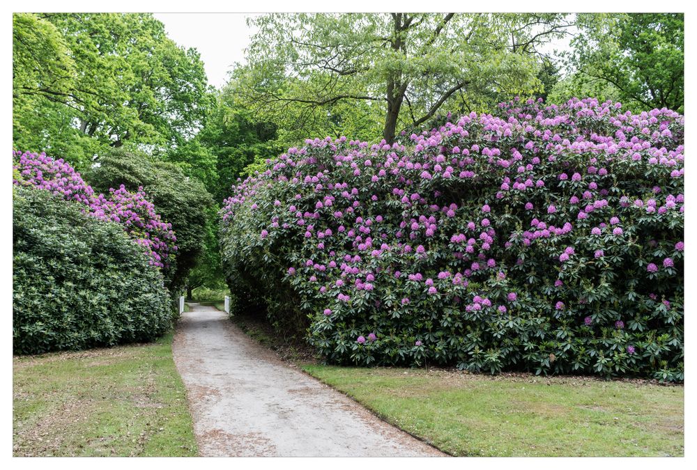 Rhododendron 2