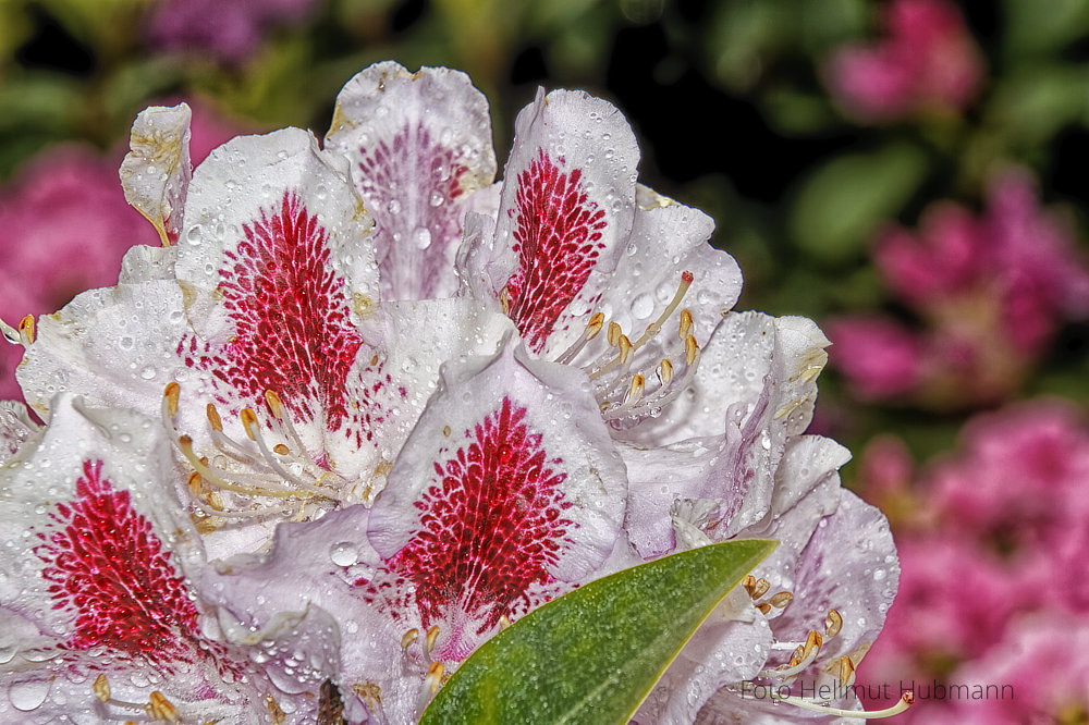 RHODODENDRON #2