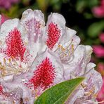 RHODODENDRON #2