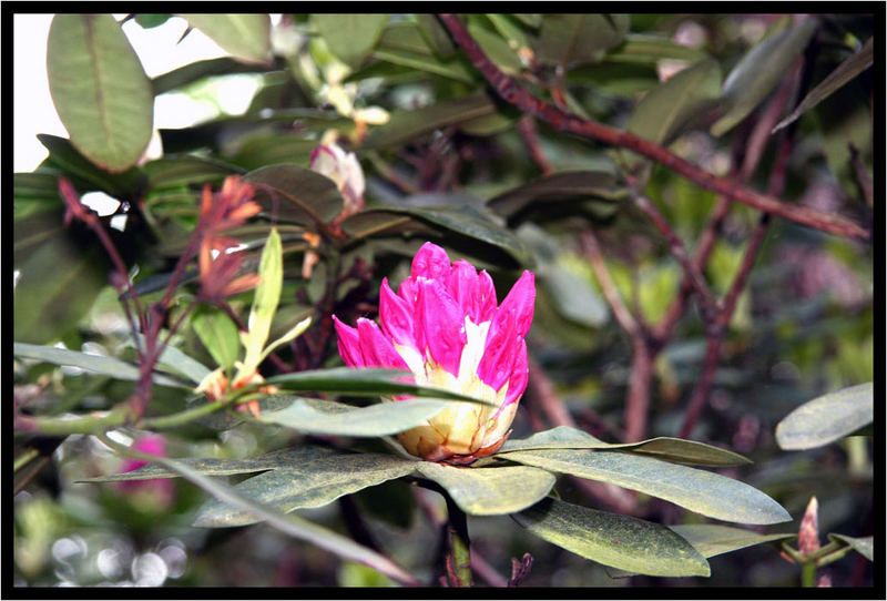 Rhododendron 2