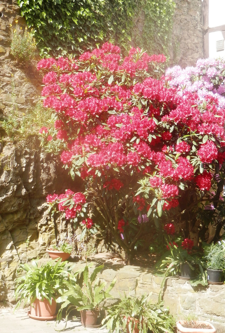 Rhododendron (2)