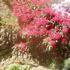 Rhododendron (2)