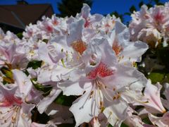 Rhododendron 2