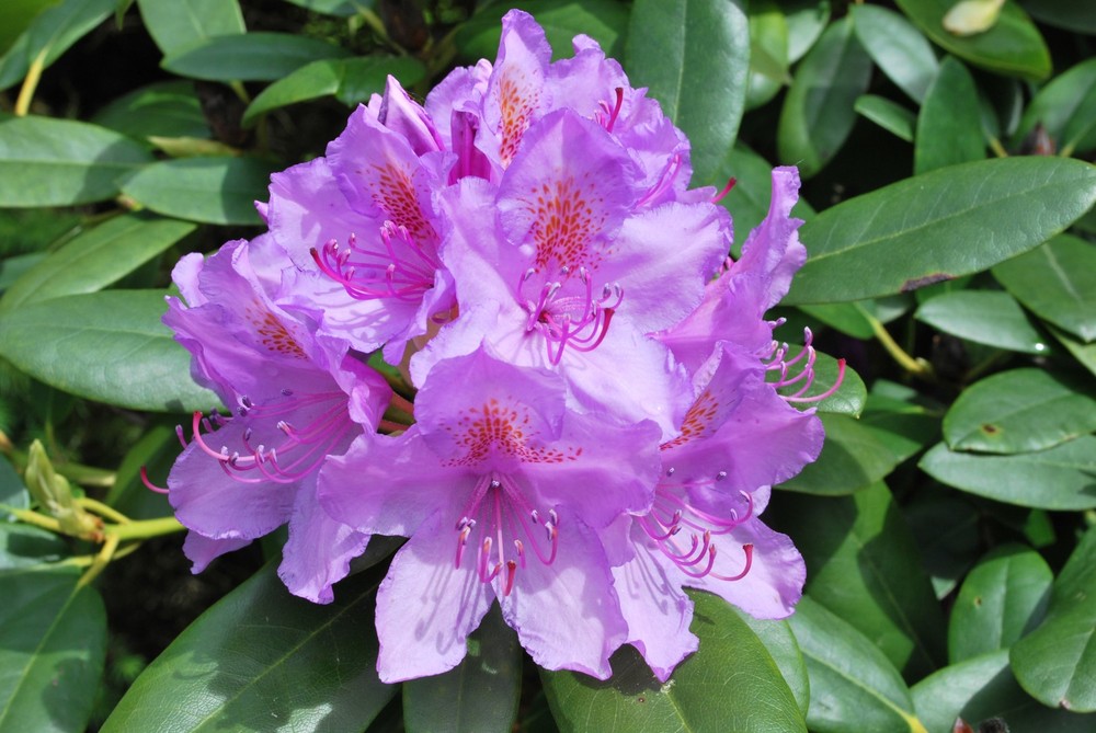 Rhododendron 2