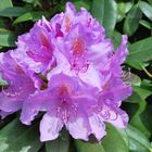 Rhododendron 2