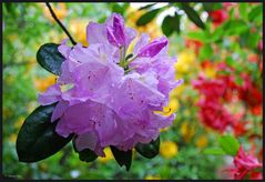 Rhododendron (2)