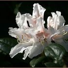 Rhododendron (2)