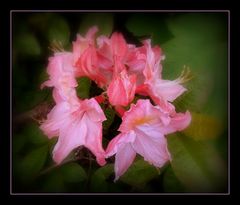 rhododendron 2