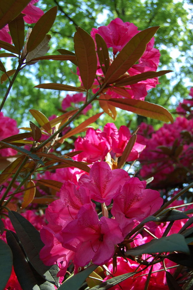 Rhododendron 2