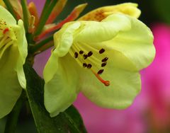 Rhododendron 2