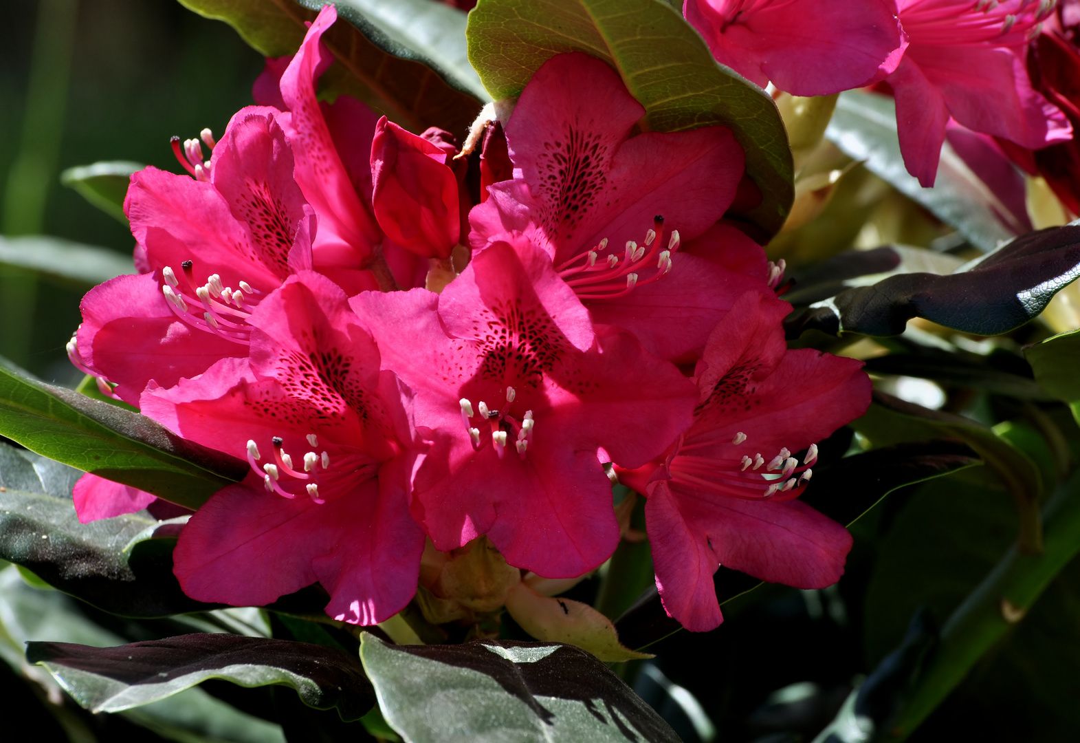 Rhododendron 2