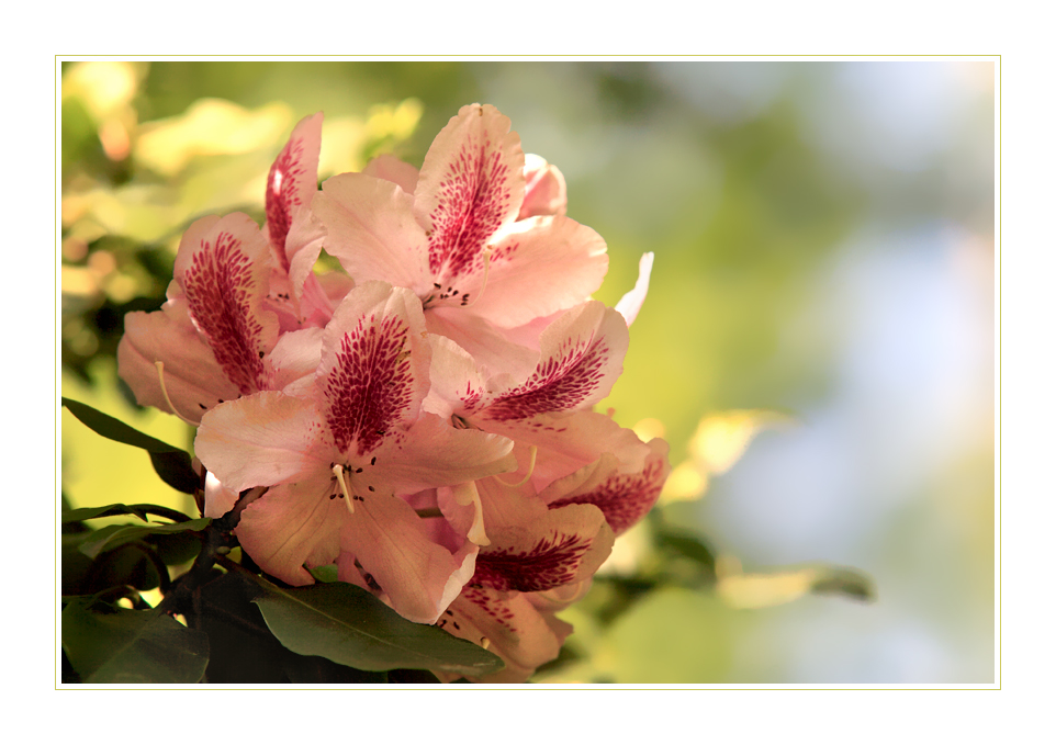 Rhododendron - 2