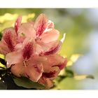 Rhododendron - 2