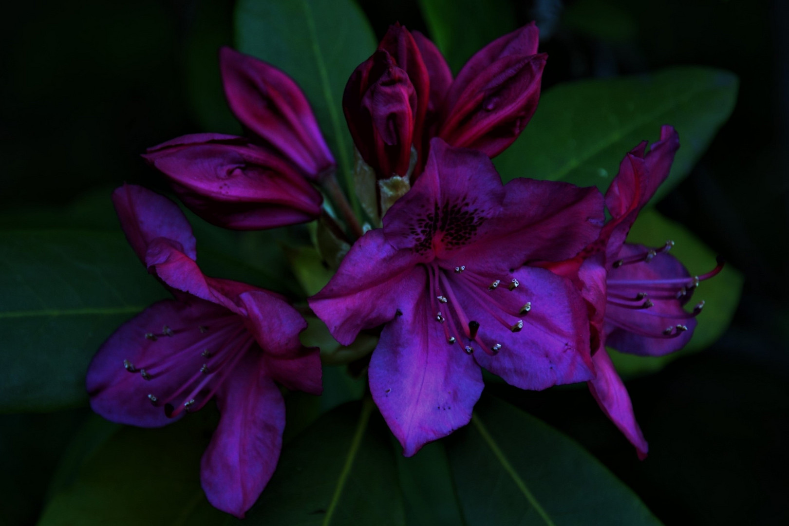 Rhododendron 2