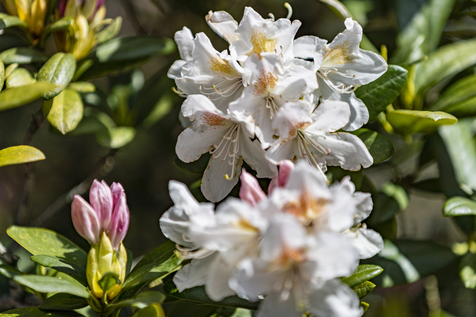 Rhododendron 2