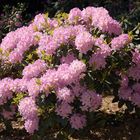 Rhododendron (2)