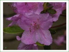 Rhododendron (2)