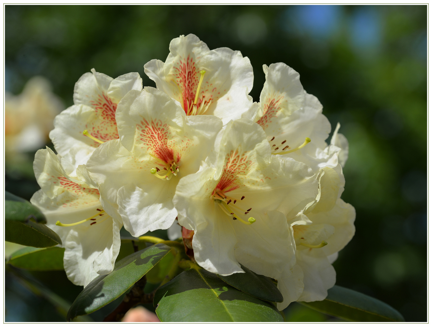  Rhododendron - 2