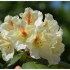  Rhododendron - 2