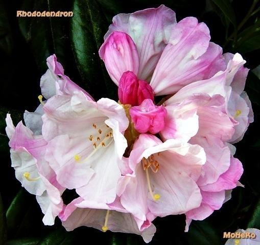 Rhododendron 2 (Archiv-Bild)