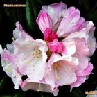Rhododendron 2 (Archiv-Bild)