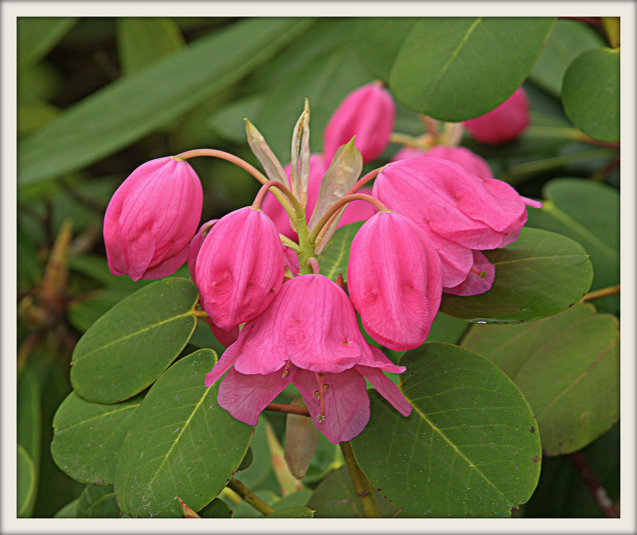 RHODODENDRON 2